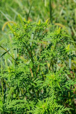 Ragweed bitkileri (Ambrosia artemisiifolia) alerjiye yol açar