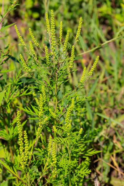 Ragweed Plants Ambrosia Artemisiifolia Causing Allergy — Stock Photo, Image