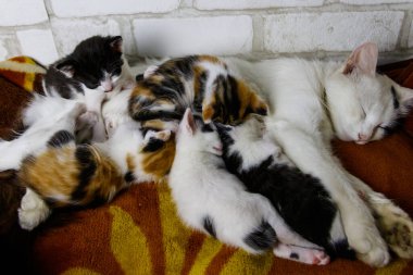 Anne kedi ve kedileri yatakta.