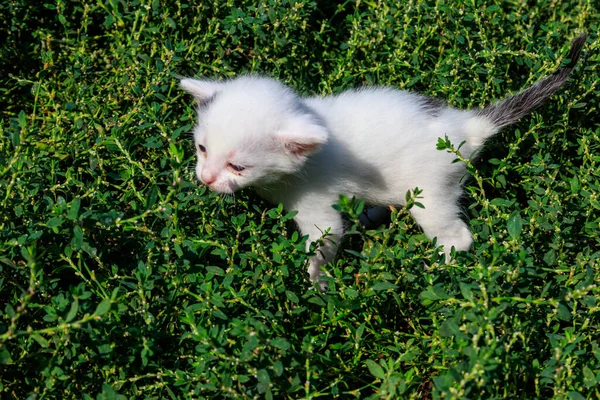 草原の緑の草の上に小さな子猫 — ストック写真