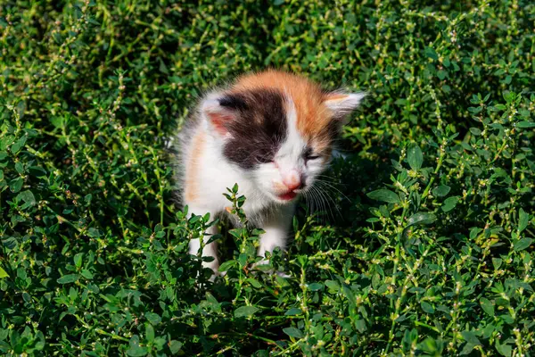 草原の緑の草の上に小さな子猫 — ストック写真