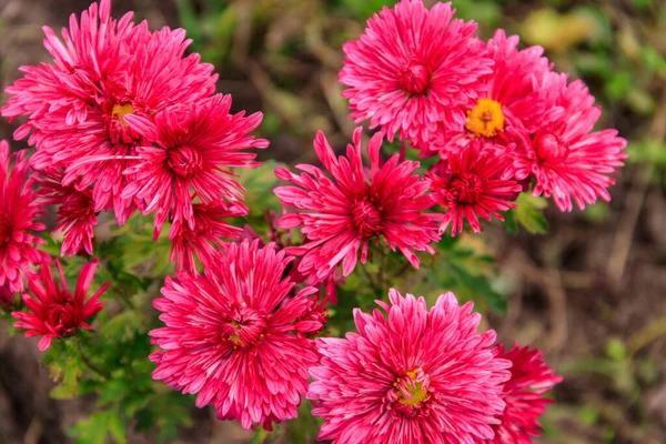 Beautiful Chrysanthemum Garden — Stock Photo, Image