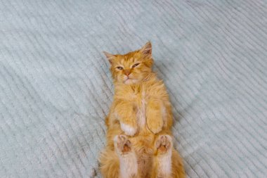 Evdeki yatakta kızıl kedi