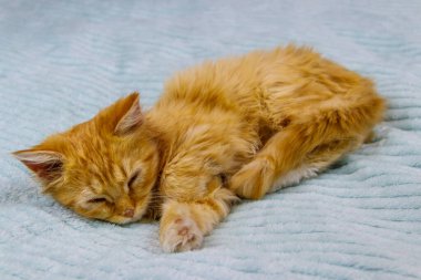 Evdeki yatakta kızıl kedi