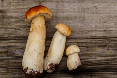 Köy ahşap masada taze toplanmış porcini mantarları. Üst görünüm