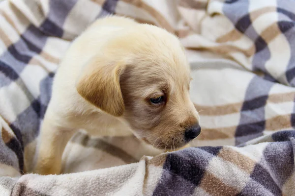 Kis Aranyos Labrador Retriever Kiskutya Egy Kockás — Stock Fotó