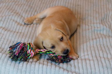Labrador av köpeği renkli ip oyuncağıyla oynuyor.