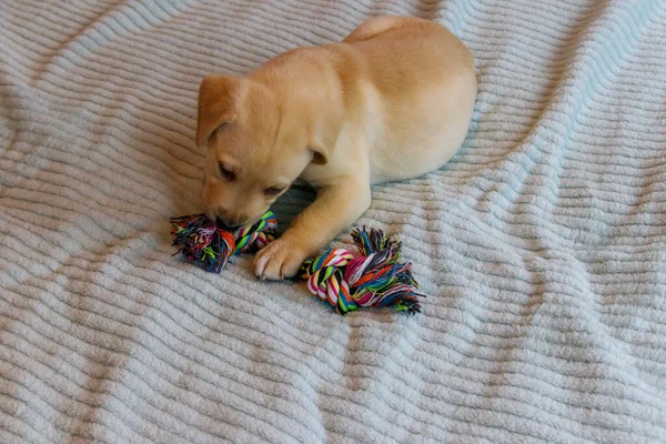 Labrador Retriever Szczeniak Bawi Się Kolorowe Zabawki Liny — Zdjęcie stockowe