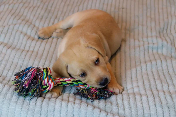 Labrador Retriever Kiskutya Játszik Színes Kötéljáték — Stock Fotó