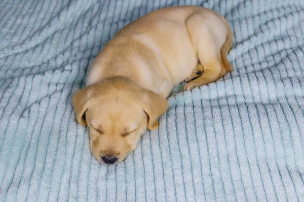 Mały Cute Labrador Retriever Szczeniak Śpi Łóżku — Zdjęcie stockowe