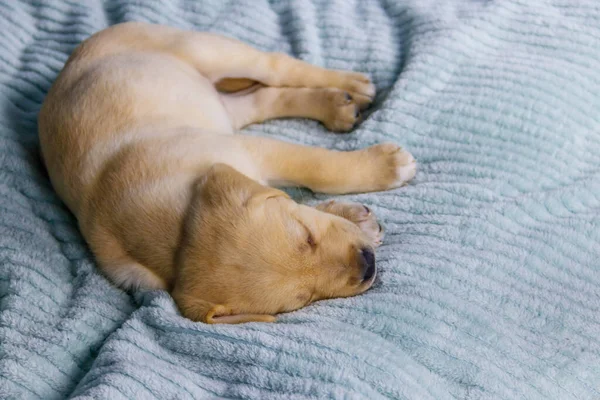 귀여운 러브라도 리트리버 강아지가 침대에서 — 스톡 사진