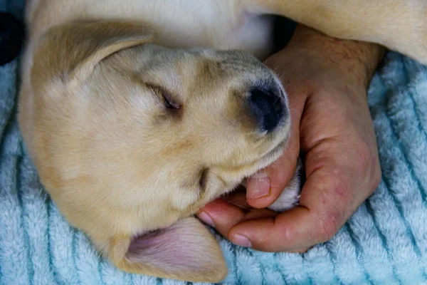 Mężczyzna Sypiający Małym Szczeniaczkiem Labradora Łóżku Domu Pojęcie Przyjaźni Zaufania — Zdjęcie stockowe