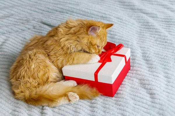 Gember Kat Met Geschenkdoos Een Bed — Stockfoto