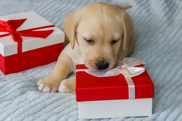 小可爱的拉布拉多猎犬 带着礼品盒躺在床上 — 图库照片