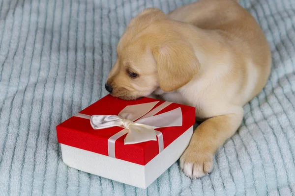 Kleine Schattige Labrador Retriever Puppy Hond Met Geschenkdoos Een Bed — Stockfoto