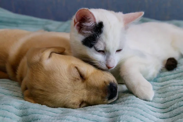 Small Cute Labrador Retriever Puppy Dog Young Cat Bed Friendship — Stock Photo, Image