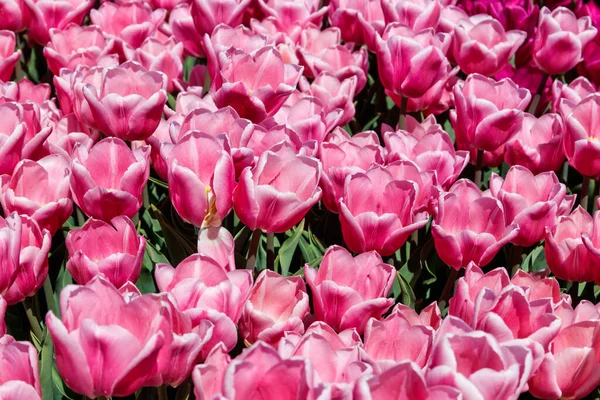 Grande Aiuola Bellissimi Tulipani Nel Parco Primavera — Foto Stock