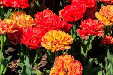 Bahçedeki çiçek tarhında iki güzel lale.