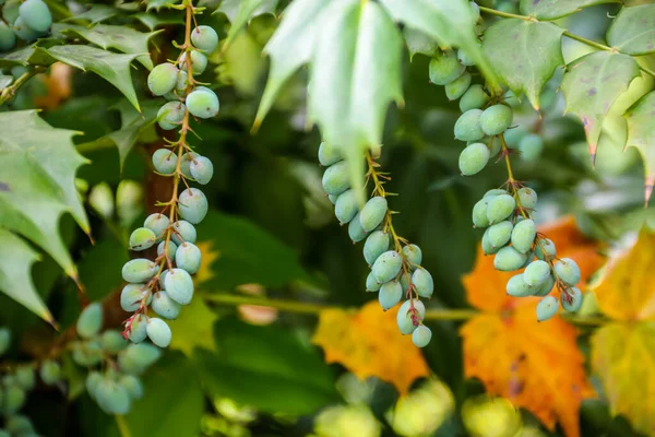 Bagas Ovais Mahonia Uva Oregon — Fotografia de Stock