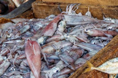 Balık pazarında çiğ taze mürekkep balıkları satılıyor.