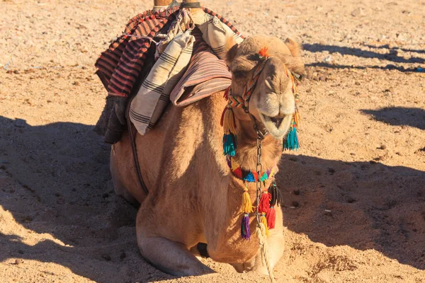 Cammello Con Sella Beduina Tradizionale Nel Deserto Arabo Egitto — Foto Stock