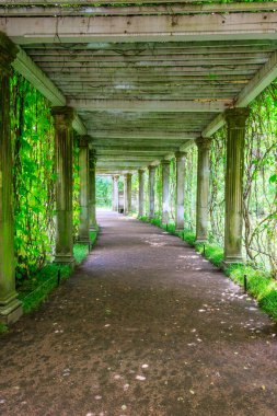 Tsarskoye Selo, Puşkin, Rusya 'daki Catherine Park' ta İtalyan usulü eski pergola-veranda 1865, yabani üzümlerle doludur.