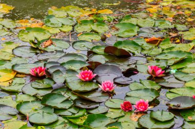 Gölde pembe nilüferler (Nymphaea)