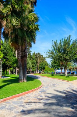 Pedestrian walkway and palm trees in a city park. Tropical landscape clipart