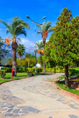 Şehir parkında yaya geçidi ve palmiye ağaçları. Tropikal manzara