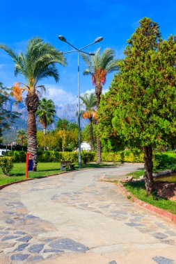Pedestrian walkway and palm trees in a city park. Tropical landscape clipart