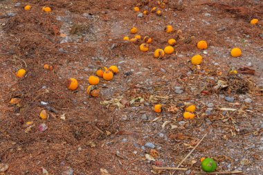 Çöpe atılmış çöpler yerde yatarken çürümüş mandalinalar. Yemek israfı.