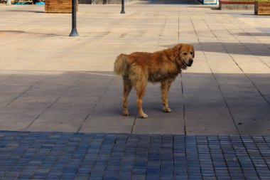 Sokak ortasında tek bacağı olmayan engelli bir köpek.