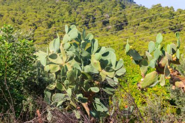 Bir bahçede dikenli armut kaktüsü (Opuntia ficus-indica)