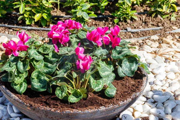 Persian Cyclamen Cyclamen Persicum Flowers Big Flower Pot Garden — Stock Photo, Image