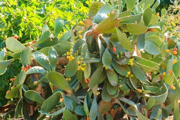 Kaktus Opuntia Ficus Indica Garten — Stockfoto