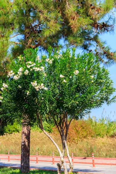 Blooming White Nerium Oleander Garden — Stock Photo, Image