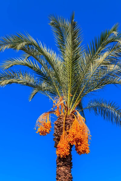 Финиковая Пальма Phoenix Dactylifera Созревающими Плодами Фоне Голубого Неба — стоковое фото