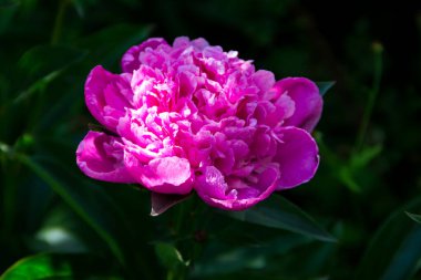 Bahçedeki güzel şakayık çiçeği