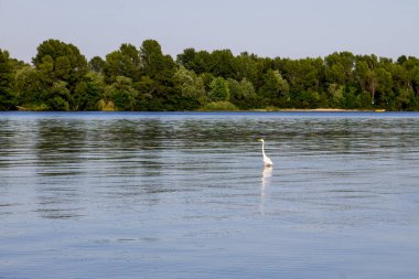 Dinyeper nehrinde küçük balıkçıl ya da beyaz balıkçıl (Egretta garzetta)