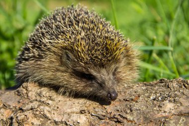 Genç dikenli kirpi kütüğün üzerinde