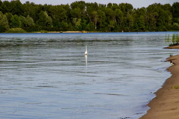 Kleine Zilverreiger Witte Reiger Egretta Garzetta Dnjepr — Stockfoto