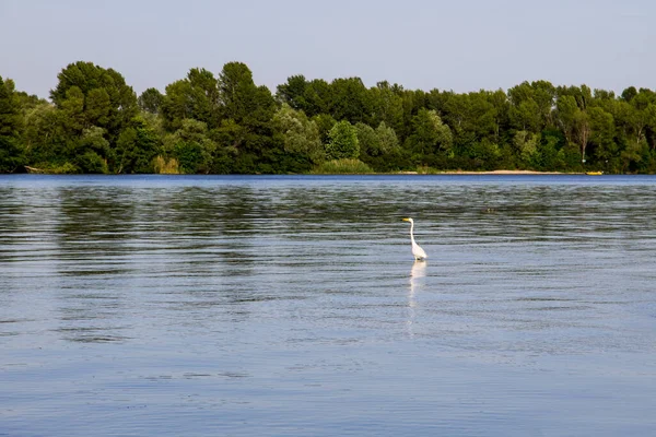 Pequeña Garza Garza Blanca Egretta Garzetta Río Dnieper — Foto de Stock