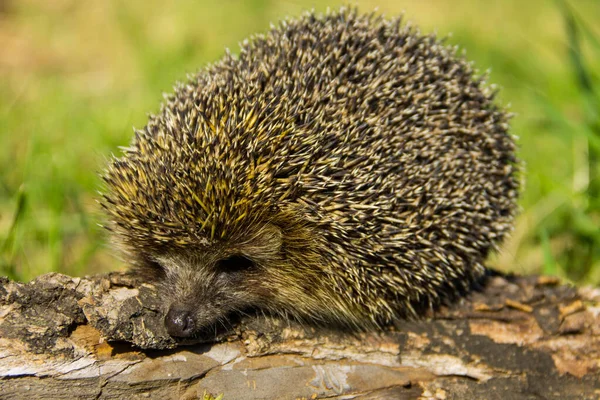 Young Prickly Hedgehog Log — Stock Photo, Image