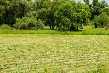 Saman sıralarıyla yeni biçilmiş çayır. Tarım Yazı manzarası