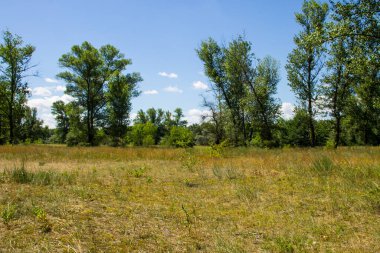 Yaz, yatay, yeşil ağaçlar, çayır ve mavi gökyüzü
