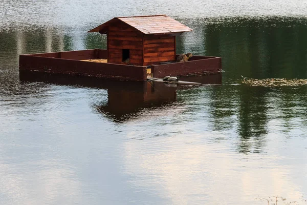 Деревянный Дом Черепах Уток Озере Городском Парке — стоковое фото