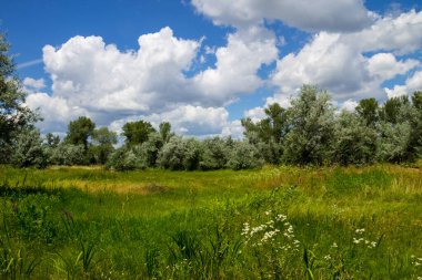 Yaz, yatay, yeşil ağaçlar, çayır ve mavi gökyüzü