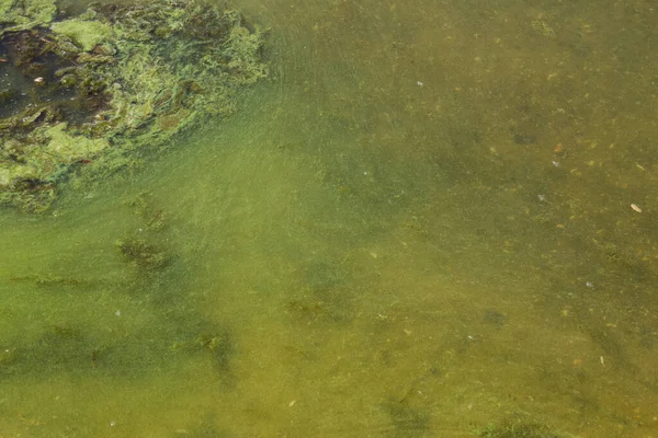 Πράσινα Φύκια Νερό Στην Αμμώδη Παραλία Ρύπανση Του Νερού Οικολογικό — Φωτογραφία Αρχείου