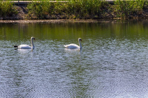 湖に浮かぶ白鳥のペア — ストック写真