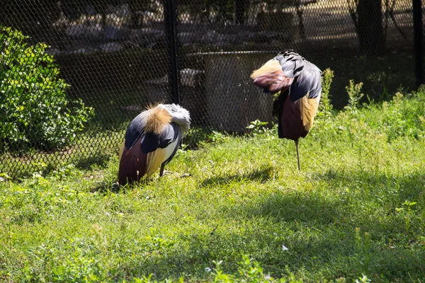 Zwei Graukronenkraniche Balearica Regulorum Auf Grünem Gras — Stockfoto